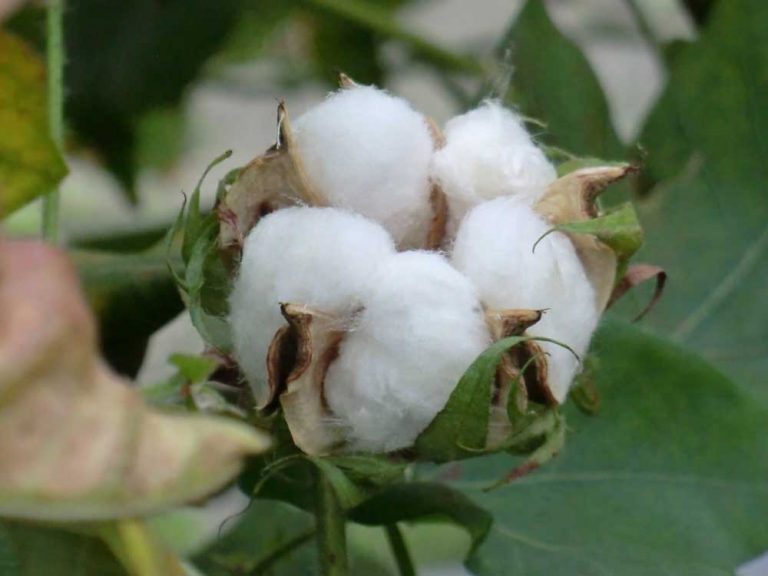 天理参考館 - 綿に親しむ―木綿の糸と布をつくりましょう―